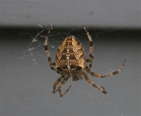Araneus diadematus (Cross Orb-weaver) in Lexington, Massachusetts ...
