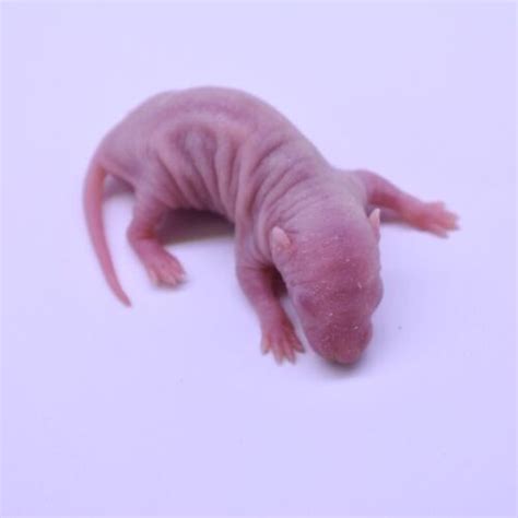 Buy 50 Frozen Feeder Pinkie Rats: -FREE S&H -MiceDirect !!! Rodents ...