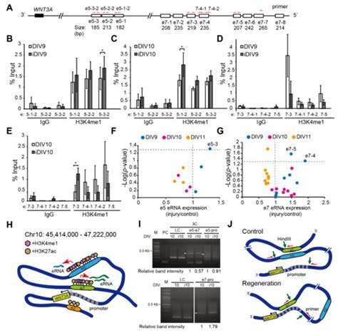 Epigenetic Regulation of WNT3A Enhancer during Regeneration of Injured ...
