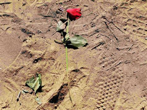 Cheetah cubs make their debut at the Smithsonian National Zoo in ...