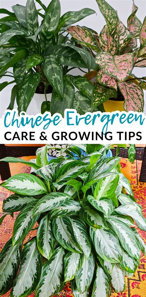 Chinese Evergreen Care Guide: Aglaonema Growing Tips | Chinese ...