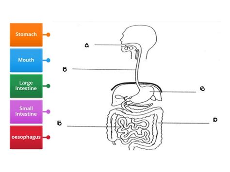 Image result for Digestive System Notes