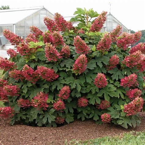 Oakleaf hydrangea – amazing fall color in the shade | Inland Bays ...