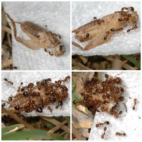 Fast Easy Science Projects 的图像结果