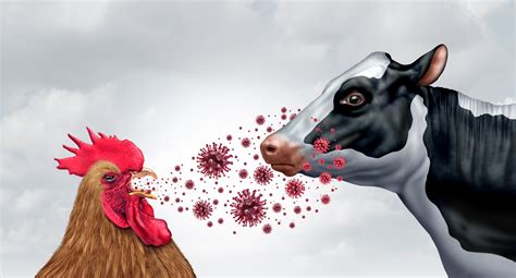 Everything You Should Know About the Bird Flu Virus - Health BeatHealth ...