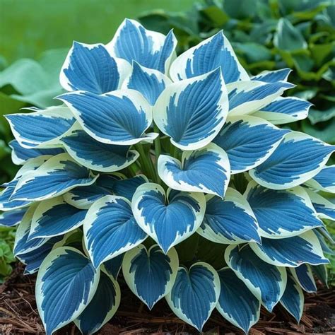 Amazon.com : 200+ Hosta Seeds Perennial Hosta Seeds for Planting ...
