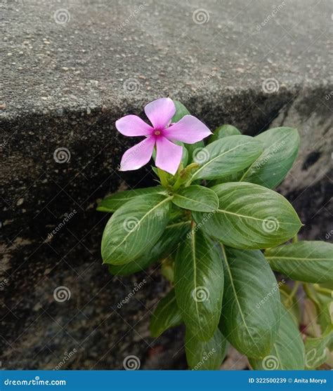 Catharanthus Roseus or Periwinkle or Vinca Herbal Flower Plant Stock Image - Image of botanic ...