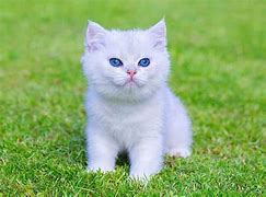 Image result for Cute Baby White Cat