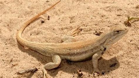 Saving the Dunes Sagebrush Lizard Could Endanger Oil Production ...
