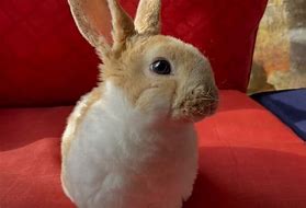 Image result for Californian Rabbit Breed