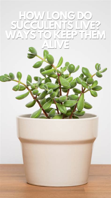 How Long Do Succulents Live? Ways to keep them alive - It's Me Lady G