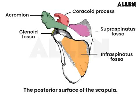 Parts of Scapula: Costal, Lateral and Posterior Surface, FAQs