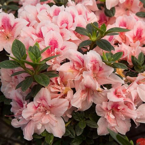 Encore Azalea Autumn Belle Azalea Foundation/Hedge Shrub in 3 -Gallon ...
