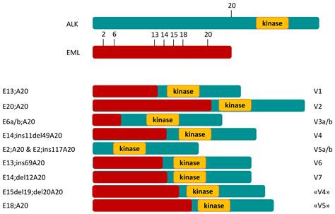 The Change in Paradigm for NSCLC Patients with EML4–ALK Translocation