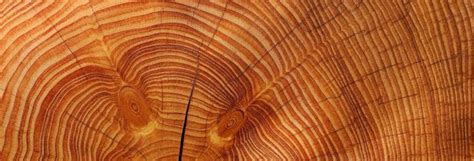 Eco-Friendly Fashion: Beechwood and Supima Cotton Insights from ...