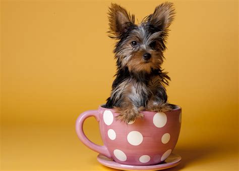 什么是真正的茶杯犬 - 茶杯宠物网