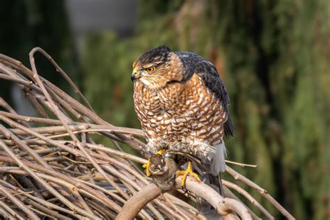 Cooper's Hawk with prey... : r/birdsofprey