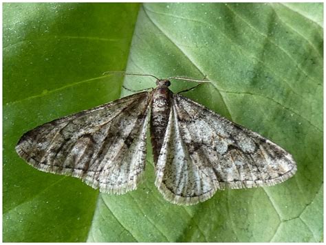 Motýli (Lepidoptera) - Bobův fotoblog