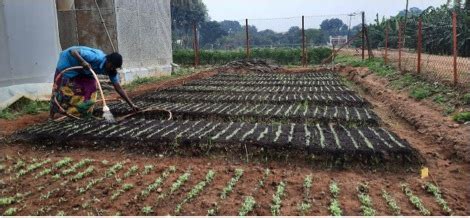 Horticulture :: Vegetables::Tomato