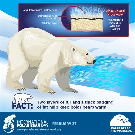 Do All Polar Bears Have Adhd at James Vanhorn blog