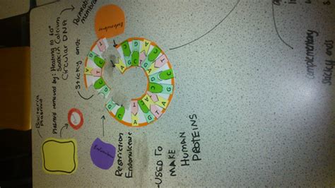 Basic Genetic Engineering GCSE Science OCR 的图像结果