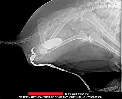 Pets and Animal Blood Testing | Veterinary Healthcare Company (VETHC ...