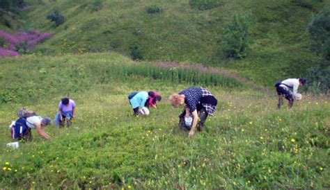 NP „Sutjeska“: Šumski plodovi dobijaju oznaku organskog porijekla ...