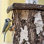 Image result for Double Stack Nesting Box
