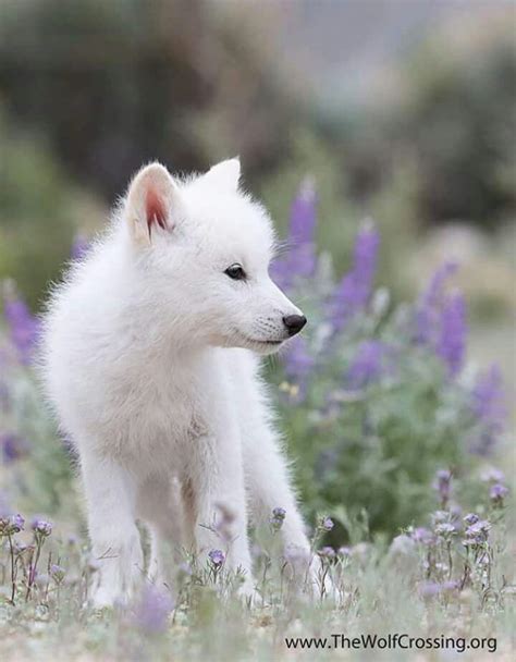 Cute Arctic Wolf Pup