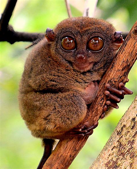 Primate Evolution 的图像结果