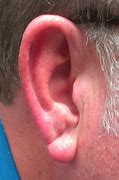 Image result for Ear