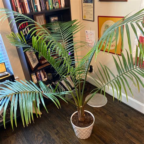 Propagating Your Majesty Palm: Step-by-step Guide 👶