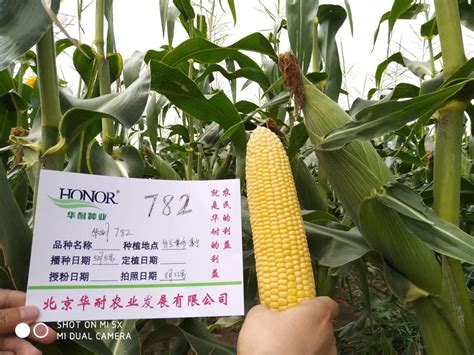 联创832玉米品种介绍-农百科