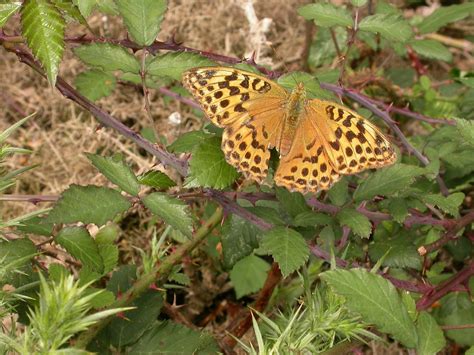 Wilder Kent Safari: Jewel in the Downs, Magpie Bottom, Sevenoaks, 19 ...