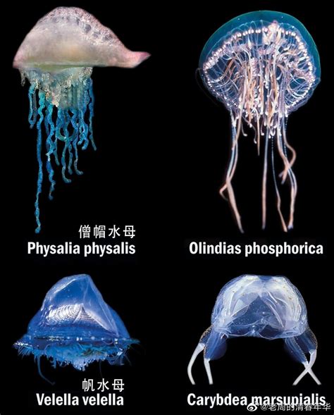 Four Different Types of Jellyfish