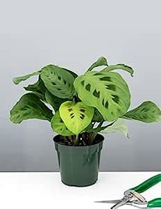Ohhsome Calathea Maranta Leuconeura Kerchoveana Prayer Plant The Best ...