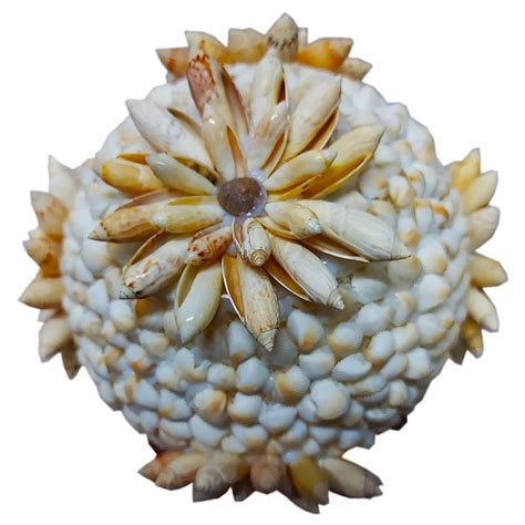 SeaShell Ceriths Shell Flower Ball With 3 Legs Wooden Cobra Stand Handmade
