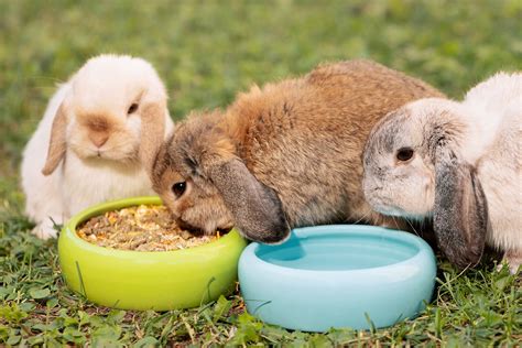The FeedSafeNZ Guide to Feeding Rabbits - FeedsafeNZ