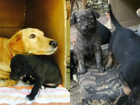 These Delhi Youngsters Are Taking Care Of Sick Strays In North Campus ...