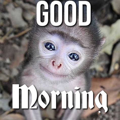 Good Morning Meme Discover more interesting Coffee, Good Day, Good ...