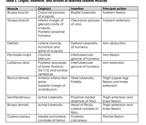 Image result for Example of Muscle Origin