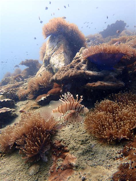 Image result for Net Removal Tool