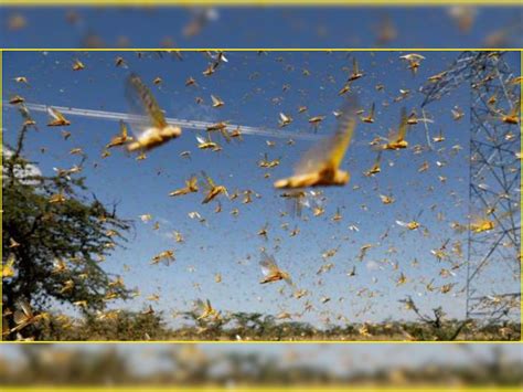 NCR: With 'second wave' of locust invasion likely, officials ready ...