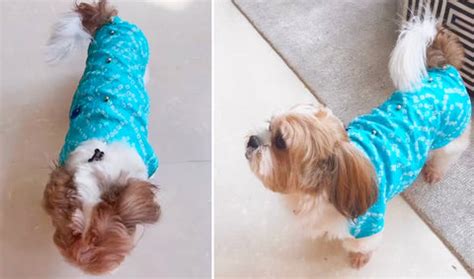 Karishma Tanna's Pet Koko Steals Hearts in This Adorable Bandhani Sher ...
