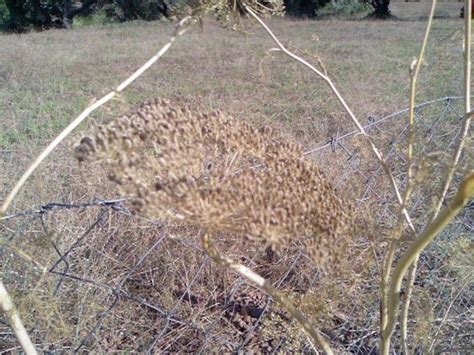Dereotu (Anethum Graveolens) - Page 3 - agaclar.net