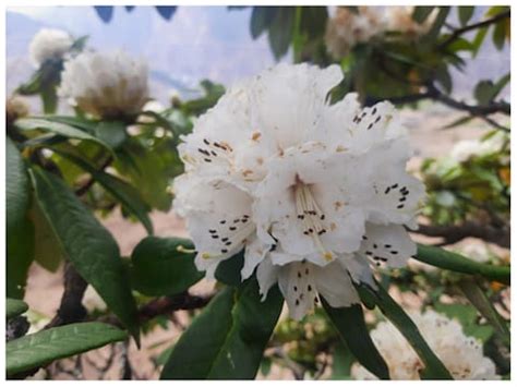 White buransh Flower and tree becomes center of attraction amid red ...