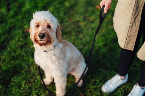 How Do I Know If My Dog Is Lonely