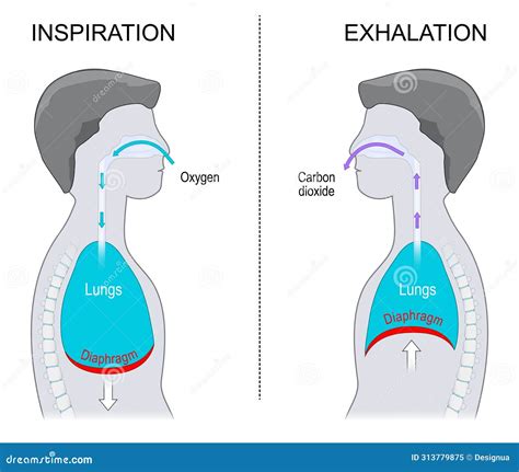 Breathing. Exhalation and Inspiration Stock Vector - Illustration of system, health: 313779875