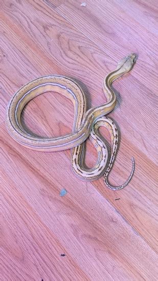 Image result for Nerd Reticulated Python's
