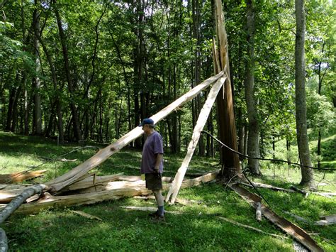 Exploding Trees Video 的图像结果